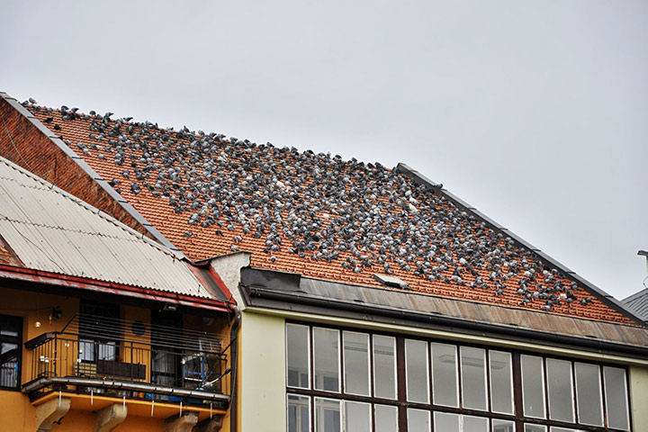 A2B Pest Control are able to install spikes to deter birds from roofs in Caernarfon. 