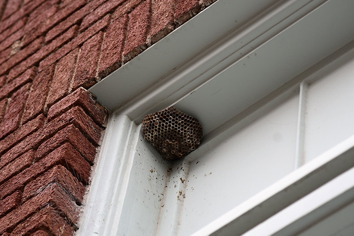 We provide a wasp nest removal service for domestic and commercial properties in Caernarfon.